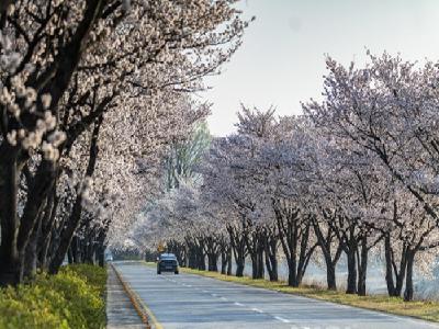 합천백리벚꽃길